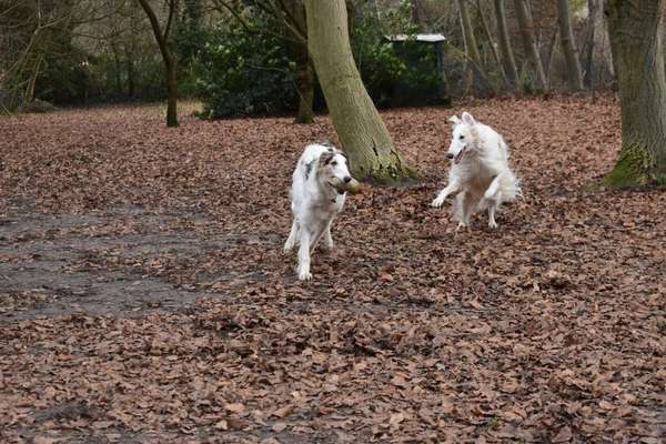 Windhunde - Treffen der besonderen Schönheiten
HERZLICH WILLKOMMEN-Beitrag-Bild