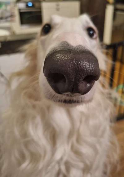 Windhunde - Treffen der besonderen Schönheiten
HERZLICH WILLKOMMEN-Beitrag-Bild