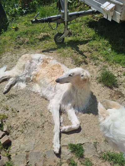 Windhunde - Treffen der besonderen Schönheiten
HERZLICH WILLKOMMEN-Beitrag-Bild