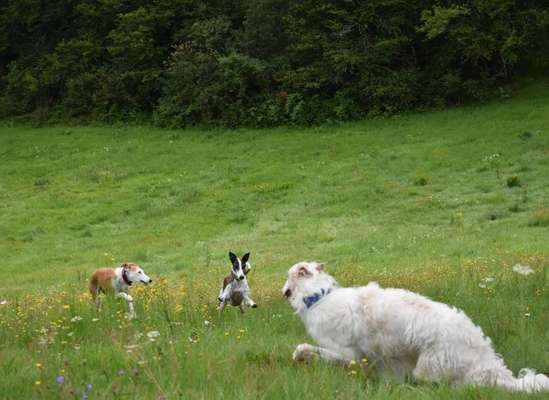 Windhunde - Treffen der besonderen Schönheiten
HERZLICH WILLKOMMEN-Beitrag-Bild