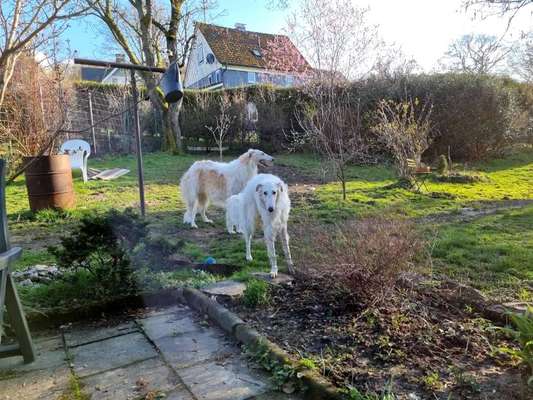 Windhunde - Treffen der besonderen Schönheiten
HERZLICH WILLKOMMEN-Beitrag-Bild
