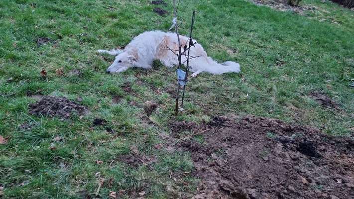Windhunde - Treffen der besonderen Schönheiten
HERZLICH WILLKOMMEN-Beitrag-Bild