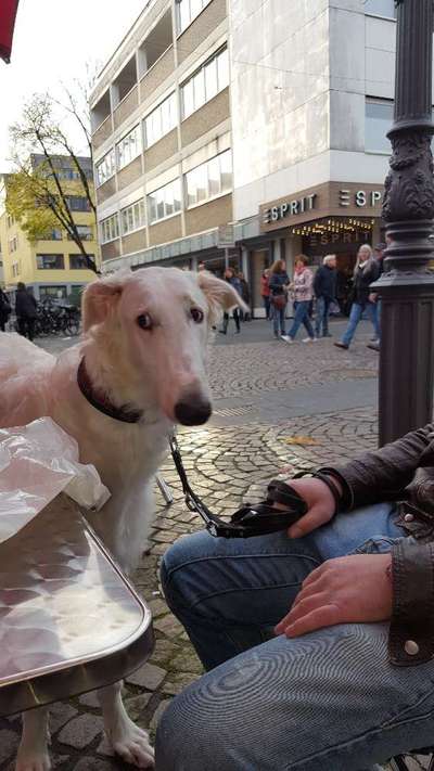 31. Handy - Fotochallenge
Vierbeiner mit am Tisch-Beitrag-Bild