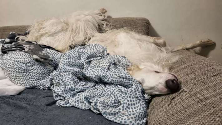 Windhunde - Treffen der besonderen Schönheiten
HERZLICH WILLKOMMEN-Beitrag-Bild