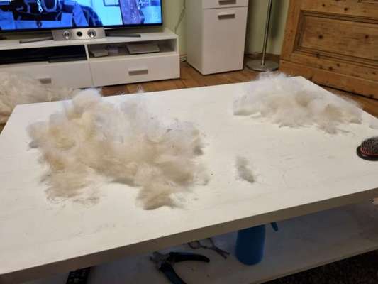 Windhunde - Treffen der besonderen Schönheiten
HERZLICH WILLKOMMEN-Beitrag-Bild