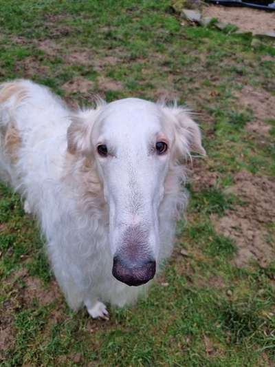 Windhunde - Treffen der besonderen Schönheiten
HERZLICH WILLKOMMEN-Beitrag-Bild