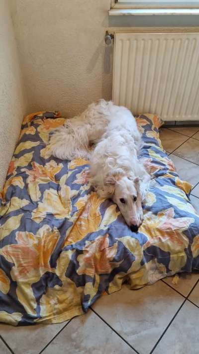 Windhunde - Treffen der besonderen Schönheiten
HERZLICH WILLKOMMEN-Beitrag-Bild