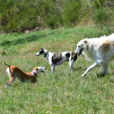 Windhunde - Treffen der besonderen Schönheiten
HERZLICH WILLKOMMEN-Beitrag-Bild