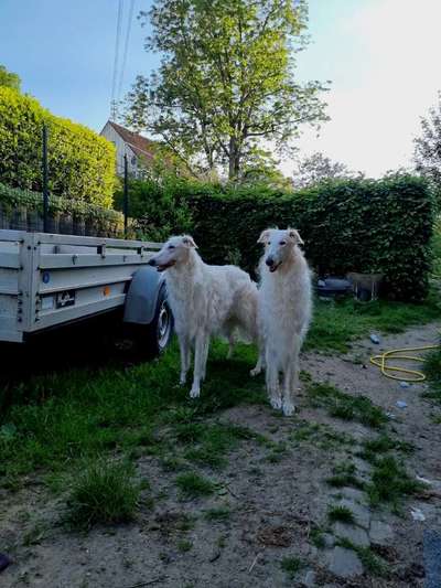 Windhunde - Treffen der besonderen Schönheiten
HERZLICH WILLKOMMEN-Beitrag-Bild