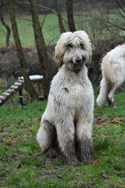 Lachen😀 eure Hunde auch so gerne😂-Beitrag-Bild