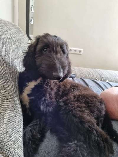 Windhunde - Treffen der besonderen Schönheiten
HERZLICH WILLKOMMEN-Beitrag-Bild