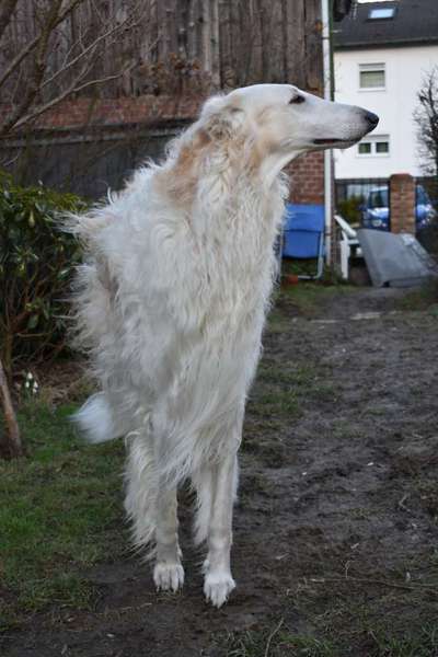 Challenge 23 : "  Euer Hund beim Frühlingserwachen "-Beitrag-Bild