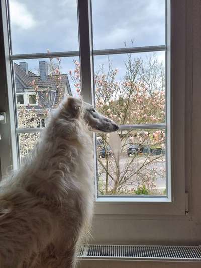 Windhunde - Treffen der besonderen Schönheiten
HERZLICH WILLKOMMEN-Beitrag-Bild