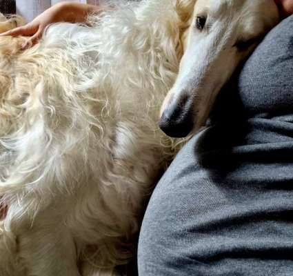 Windhunde - Treffen der besonderen Schönheiten
HERZLICH WILLKOMMEN-Beitrag-Bild