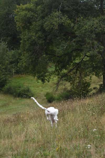 Fotochallenge No. 26                                     Wald und Wiese-Beitrag-Bild