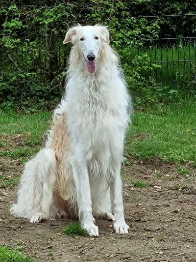 Windhunde - Treffen der besonderen Schönheiten
HERZLICH WILLKOMMEN-Beitrag-Bild