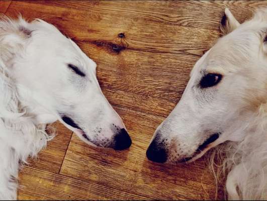 Windhunde - Treffen der besonderen Schönheiten
HERZLICH WILLKOMMEN-Beitrag-Bild