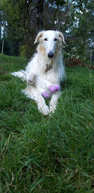 Zeig dein Hund mit seinem Lieblingsspielzeug-Beitrag-Bild