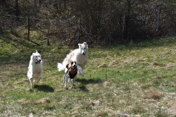 Windhunde - Treffen der besonderen Schönheiten
HERZLICH WILLKOMMEN-Beitrag-Bild