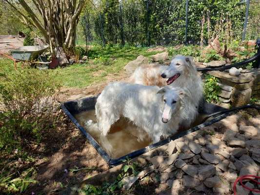Windhunde - Treffen der besonderen Schönheiten
HERZLICH WILLKOMMEN-Beitrag-Bild