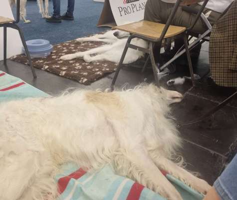 Die 21. Rostocker Rassehunde-Ausstellung: Eine Veranstaltung mit Vorbehalten?-Beitrag-Bild