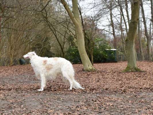 Windhunde - Treffen der besonderen Schönheiten
HERZLICH WILLKOMMEN-Beitrag-Bild
