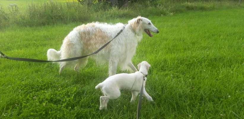 FOTOCHALLENGE 68: Dein Hund und sein bester Freund-Beitrag-Bild