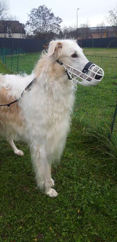 Windhunde - Treffen der besonderen Schönheiten
HERZLICH WILLKOMMEN-Beitrag-Bild