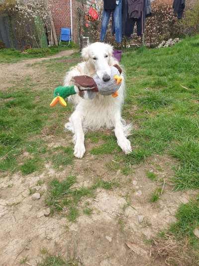 Windhunde - Treffen der besonderen Schönheiten
HERZLICH WILLKOMMEN-Beitrag-Bild