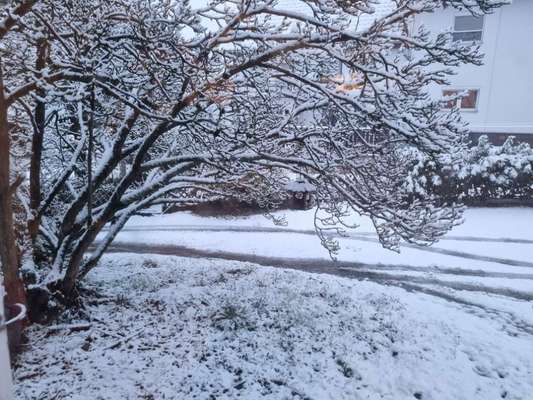 Windhunde - Treffen der besonderen Schönheiten
HERZLICH WILLKOMMEN-Beitrag-Bild