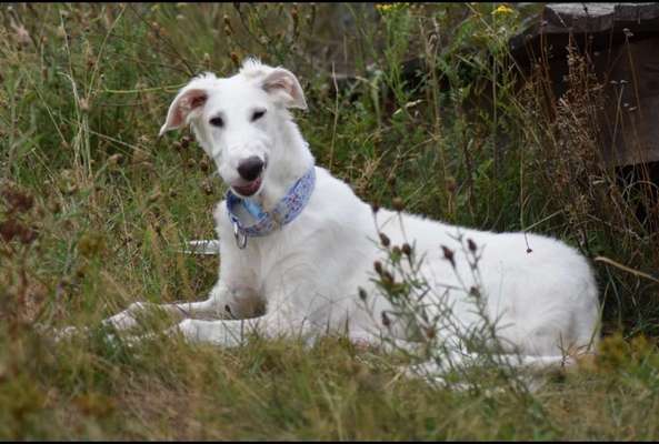 Windhunde - Treffen der besonderen Schönheiten
HERZLICH WILLKOMMEN-Beitrag-Bild