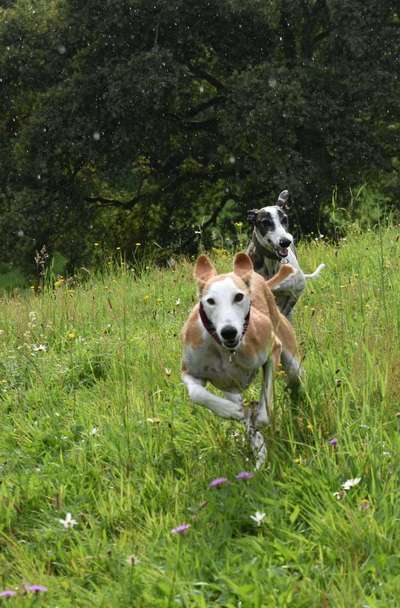 Windhunde - Treffen der besonderen Schönheiten
HERZLICH WILLKOMMEN-Beitrag-Bild