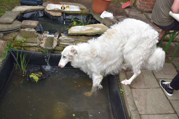 Windhunde - Treffen der besonderen Schönheiten
HERZLICH WILLKOMMEN-Beitrag-Bild