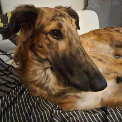 Windhunde - Treffen der besonderen Schönheiten
HERZLICH WILLKOMMEN-Beitrag-Bild