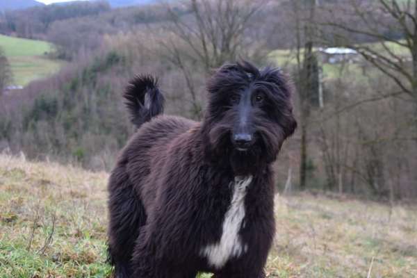 Windhunde - Treffen der besonderen Schönheiten
HERZLICH WILLKOMMEN-Beitrag-Bild