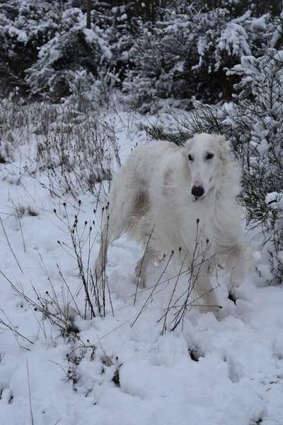 Windhunde - Treffen der besonderen Schönheiten
HERZLICH WILLKOMMEN-Beitrag-Bild