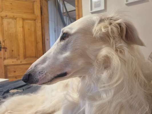 Windhunde - Treffen der besonderen Schönheiten
HERZLICH WILLKOMMEN-Beitrag-Bild