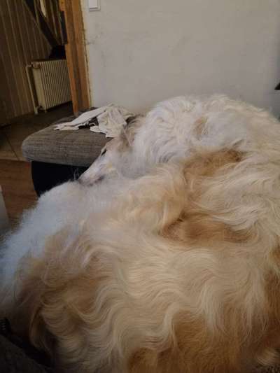 Windhunde - Treffen der besonderen Schönheiten
HERZLICH WILLKOMMEN-Beitrag-Bild