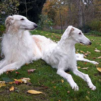 Hundetreffen-Windhundtreffen Nümbrecht und Umgebung-Bild