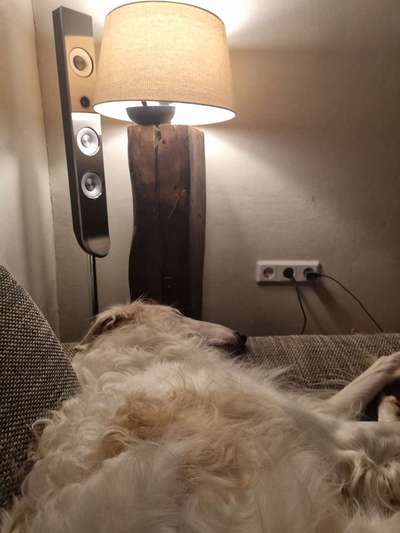 Windhunde - Treffen der besonderen Schönheiten
HERZLICH WILLKOMMEN-Beitrag-Bild