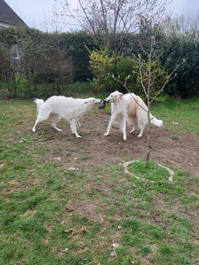 Windhunde - Treffen der besonderen Schönheiten
HERZLICH WILLKOMMEN-Beitrag-Bild