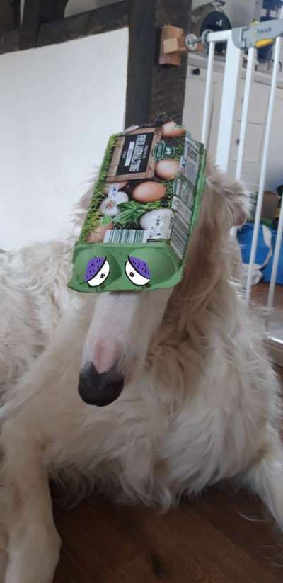 Hier ist der Spaßthread. Zum Schmunzeln und Kaputtlachen-Beitrag-Bild