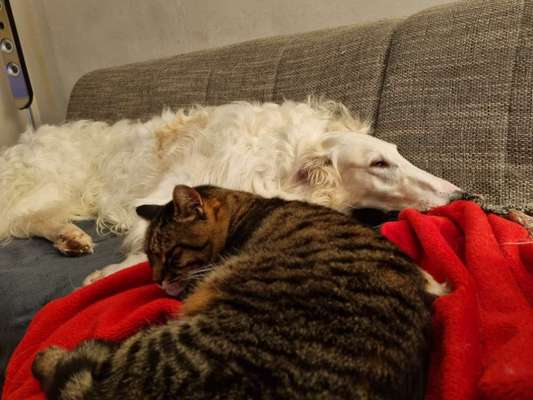 Windhunde - Treffen der besonderen Schönheiten
HERZLICH WILLKOMMEN-Beitrag-Bild