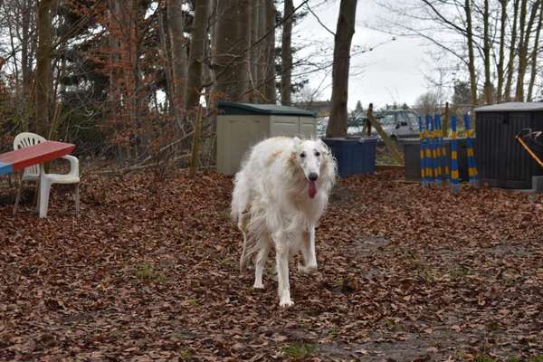 Windhunde - Treffen der besonderen Schönheiten
HERZLICH WILLKOMMEN-Beitrag-Bild