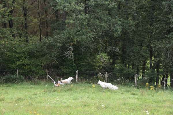Windhunde - Treffen der besonderen Schönheiten
HERZLICH WILLKOMMEN-Beitrag-Bild