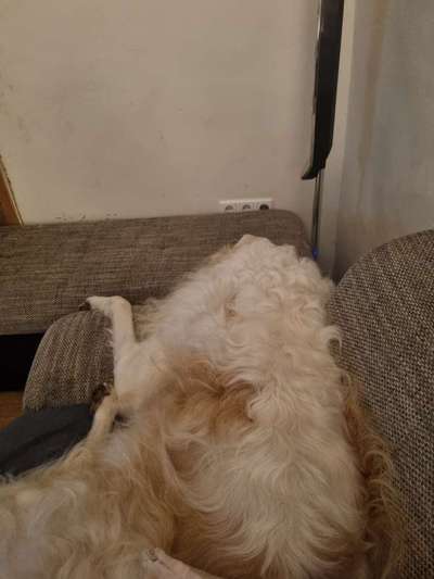 Windhunde - Treffen der besonderen Schönheiten
HERZLICH WILLKOMMEN-Beitrag-Bild