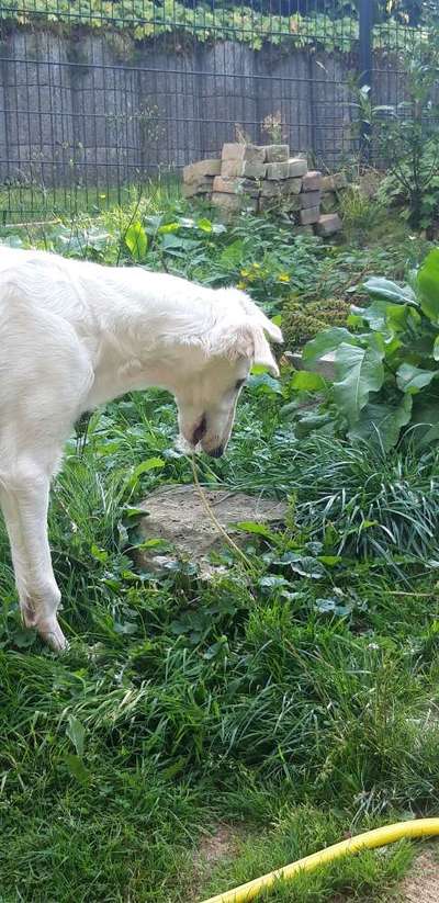 Windhunde - Treffen der besonderen Schönheiten
HERZLICH WILLKOMMEN-Beitrag-Bild
