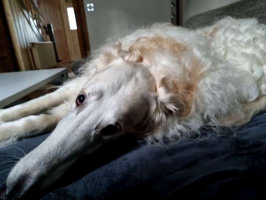 Windhunde - Treffen der besonderen Schönheiten
HERZLICH WILLKOMMEN-Beitrag-Bild