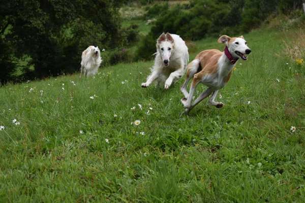 Windhunde - Treffen der besonderen Schönheiten
HERZLICH WILLKOMMEN-Beitrag-Bild