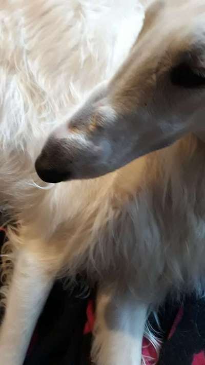 Windhunde - Treffen der besonderen Schönheiten
HERZLICH WILLKOMMEN-Beitrag-Bild